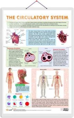 Journey Through the Heart: Unveiling the Mysteries of the Circulatory System